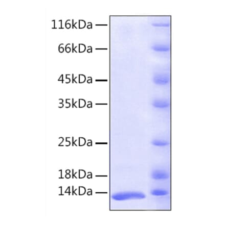 SDS-PAGE - Recombinant Human FKBP12 Protein (A330659) - Antibodies.com