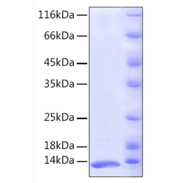 SDS-PAGE - Recombinant Human FKBP12 Protein (A330659) - Antibodies.com
