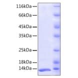 SDS-PAGE - Recombinant Human FKBP12 Protein (A330659) - Antibodies.com