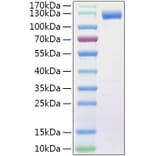 SDS-PAGE - Recombinant Human Flt3/CD135 Protein (C-terminal Human Fc and His Tag) (A330661) - Antibodies.com