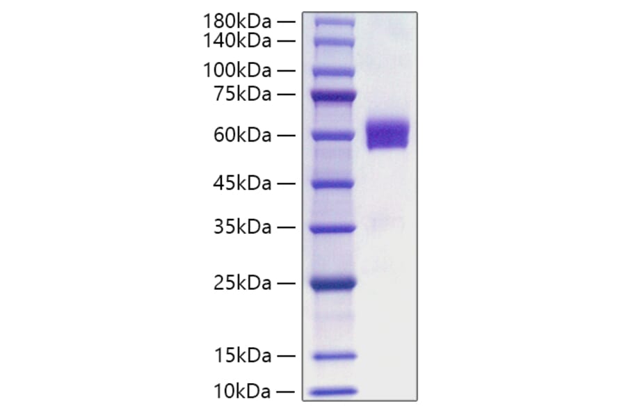 SDS-PAGE - Recombinant Human FLT3L Protein (C-terminal Human Fc Tag) (A330664) - Antibodies.com