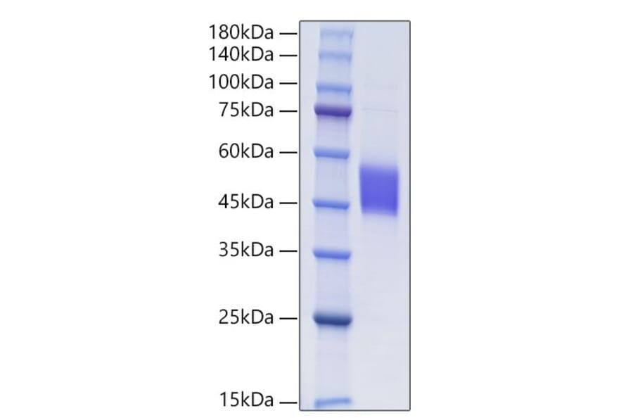 SDS-PAGE - Recombinant Human FSTL1 Protein (C-terminal His Tag) (A330678) - Antibodies.com