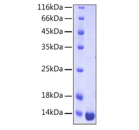 SDS-PAGE - Recombinant Human Galectin 1 Protein (A330681) - Antibodies.com