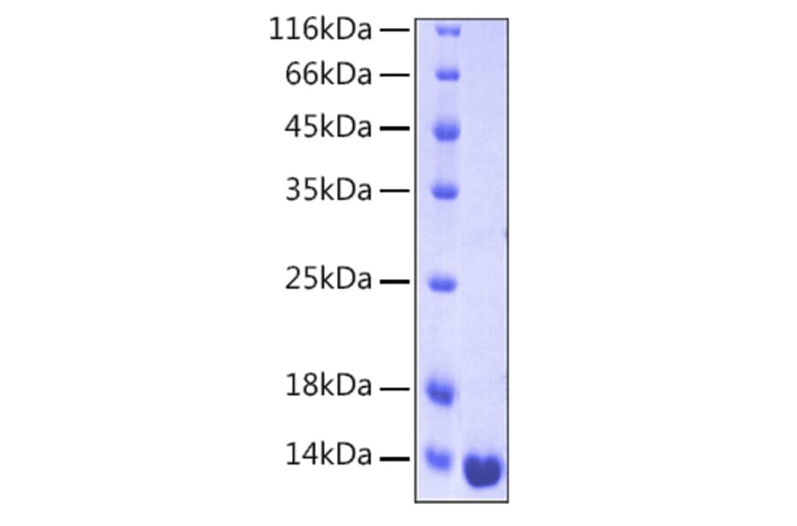 SDS-PAGE - Recombinant Human Galectin 1 Protein (A330681) - Antibodies.com