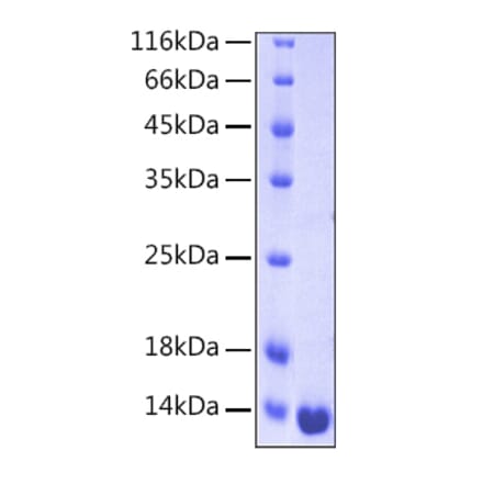 SDS-PAGE - Recombinant Human Galectin 1 Protein (A330681) - Antibodies.com