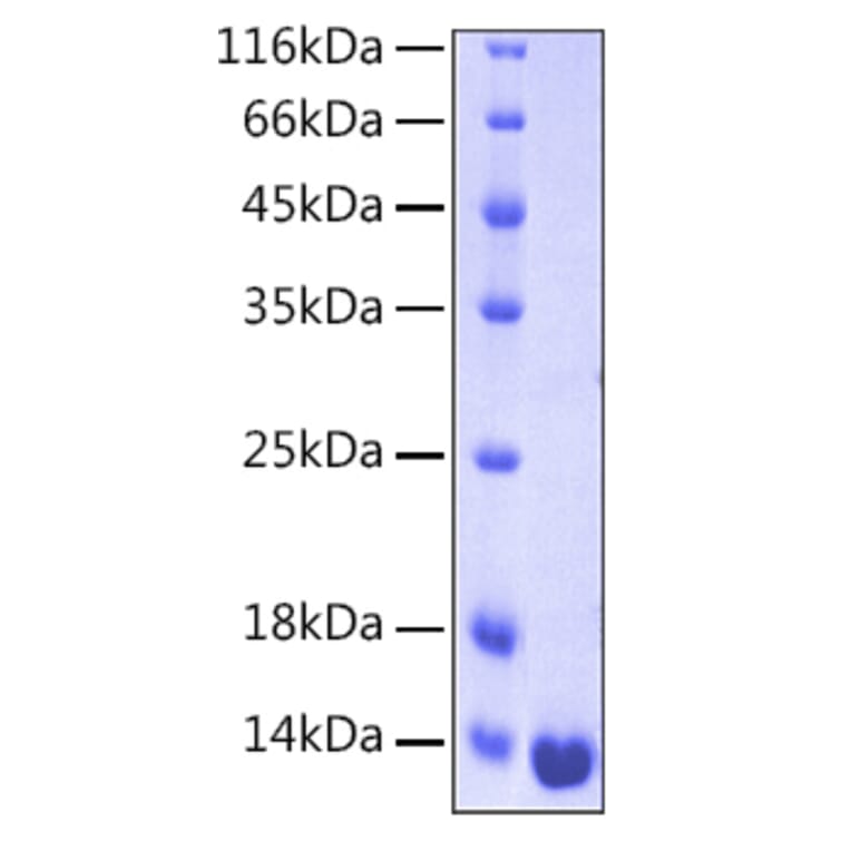 SDS-PAGE - Recombinant Human Galectin 1 Protein (A330681) - Antibodies.com
