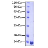 SDS-PAGE - Recombinant Human Galectin 1 Protein (A330681) - Antibodies.com