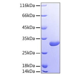 SDS-PAGE - Recombinant Human Galectin 3 Protein (A330682) - Antibodies.com