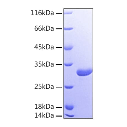 SDS-PAGE - Recombinant Human Galectin 3 Protein (A330682) - Antibodies.com