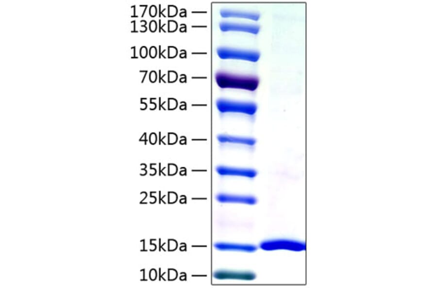 SDS-PAGE - Recombinant Human Galectin 7 Protein (A330683) - Antibodies.com