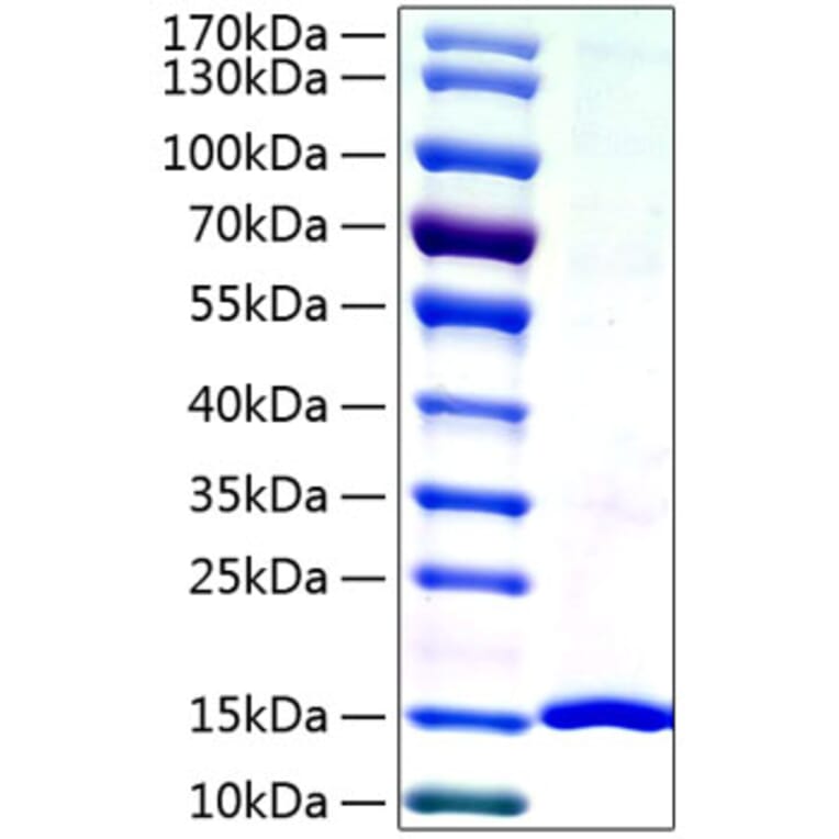 SDS-PAGE - Recombinant Human Galectin 7 Protein (A330683) - Antibodies.com