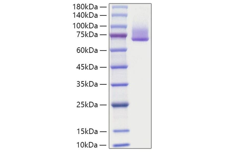 SDS-PAGE - Recombinant human GAS6 Protein (C-terminal His Tag) (A330685) - Antibodies.com