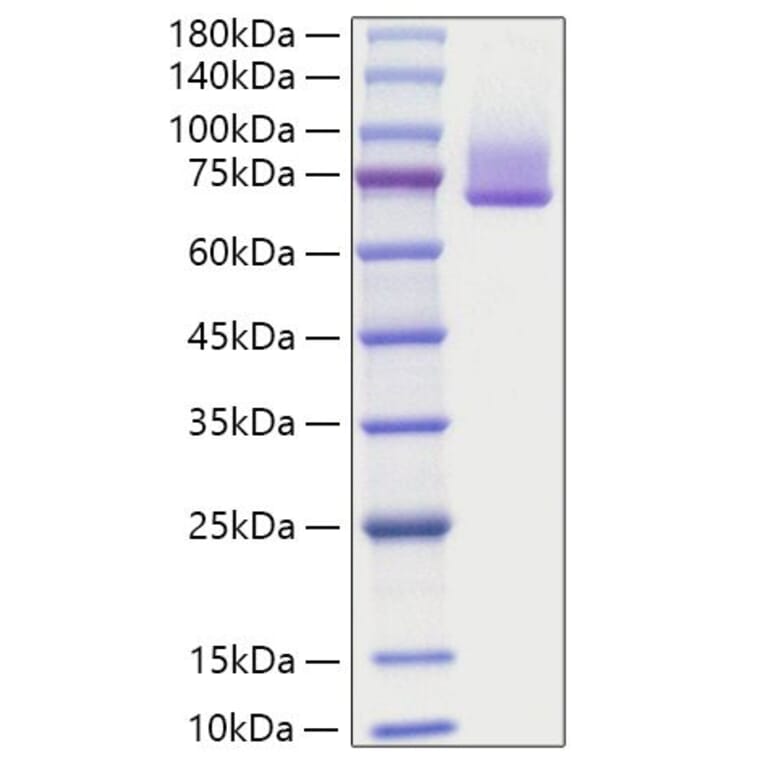 SDS-PAGE - Recombinant human GAS6 Protein (C-terminal His Tag) (A330685) - Antibodies.com