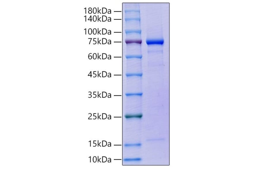 SDS-PAGE - Recombinant human GAS6 Protein (C-terminal His Tag) (A330685) - Antibodies.com