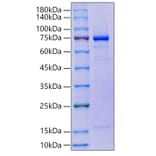 SDS-PAGE - Recombinant human GAS6 Protein (C-terminal His Tag) (A330685) - Antibodies.com