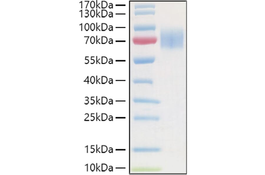 SDS-PAGE - Recombinant Human GC-C Protein (C-terminal His and Avi Tag) (A330687) - Antibodies.com