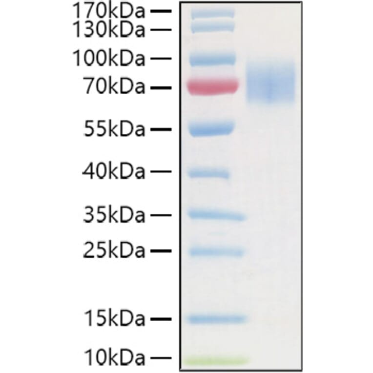 SDS-PAGE - Recombinant Human GC-C Protein (C-terminal His and Avi Tag) (A330687) - Antibodies.com