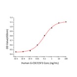 Proliferation Assay - Recombinant Human G-CSF Protein (C-terminal His Tag) (A330689) - Antibodies.com