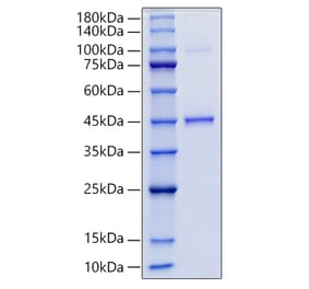 SDS-PAGE - Recombinant Human GDF15 Protein (N-terminal Human Fc Tag) (A330691) - Antibodies.com