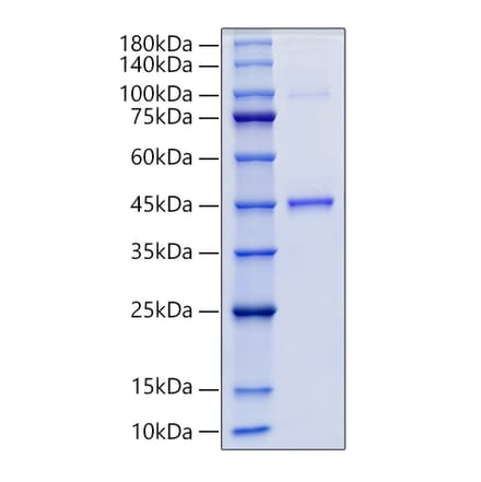 SDS-PAGE - Recombinant Human GDF15 Protein (N-terminal Human Fc Tag) (A330691) - Antibodies.com