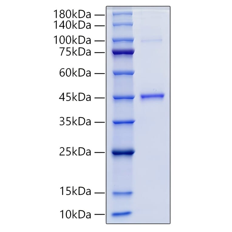 SDS-PAGE - Recombinant Human GDF15 Protein (N-terminal Human Fc Tag) (A330691) - Antibodies.com