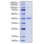 SDS-PAGE - Recombinant Human GDF15 Protein (N-terminal Human Fc Tag) (A330691) - Antibodies.com