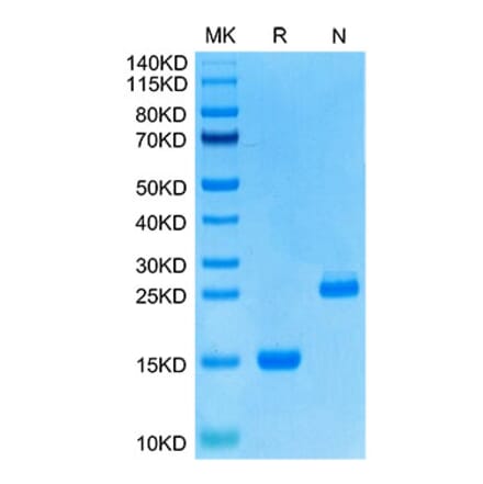 Tris-Bis PAGE - Recombinant Human GDF15 Protein (N-terminal His Tag) (A330692) - Antibodies.com