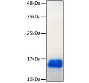 SDS-PAGE - Recombinant Human GDNF Protein (C-terminal His Tag) (A330693) - Antibodies.com