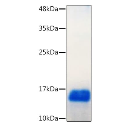 SDS-PAGE - Recombinant Human GDNF Protein (C-terminal His Tag) (A330693) - Antibodies.com