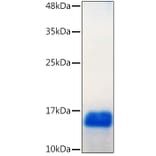SDS-PAGE - Recombinant Human GDNF Protein (C-terminal His Tag) (A330693) - Antibodies.com