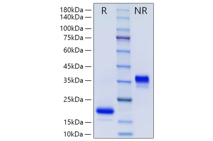 SDS-PAGE - Recombinant Human GDNF Protein (N-terminal His Tag) (A330695) - Antibodies.com