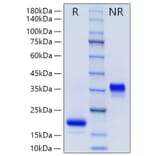 SDS-PAGE - Recombinant Human GDNF Protein (N-terminal His Tag) (A330695) - Antibodies.com