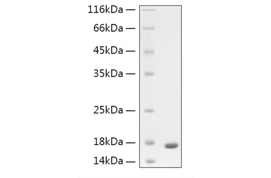 SDS-PAGE - Recombinant Human GFAP Protein (N-terminal His Tag) (A330697) - Antibodies.com