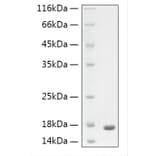 SDS-PAGE - Recombinant Human GFAP Protein (N-terminal His Tag) (A330697) - Antibodies.com