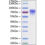 SDS-PAGE - Recombinant Human GFRA2 Protein (C-terminal His Tag) (A330698) - Antibodies.com