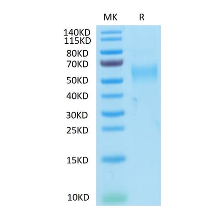 Tris-Bis PAGE - Recombinant Cynomolgus macaque GFRAL Protein (N-terminal His and Avi Tag) (A330699) - Antibodies.com