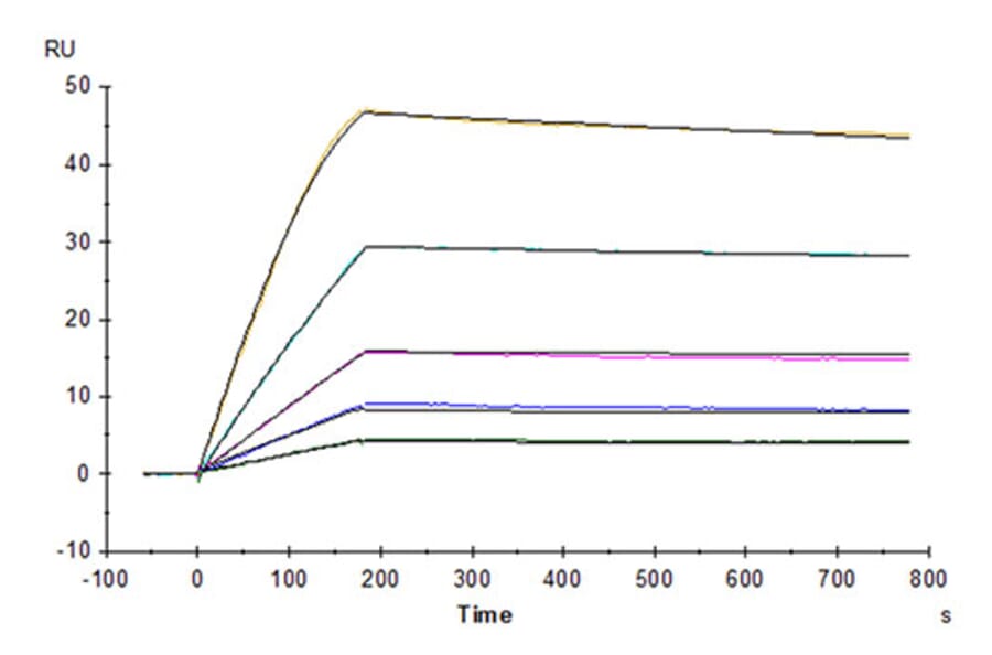 SPR Assay - Recombinant Human GFRAL Protein (C-terminal Human Fc Tag) (A330700) - Antibodies.com