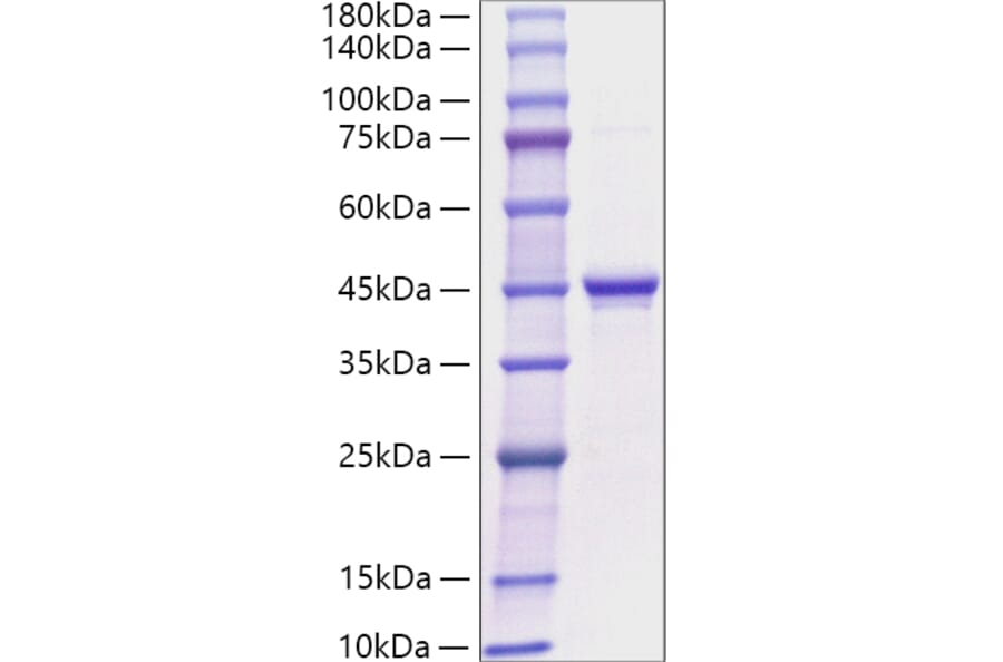 SDS-PAGE - Recombinant Human Ghrelin Protein (C-terminal Rabbit Fc Tag) (A330704) - Antibodies.com