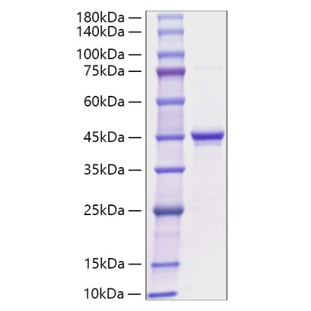 SDS-PAGE - Recombinant Human Ghrelin Protein (C-terminal Rabbit Fc Tag) (A330704) - Antibodies.com