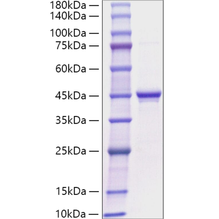 SDS-PAGE - Recombinant Human Ghrelin Protein (C-terminal Rabbit Fc Tag) (A330704) - Antibodies.com