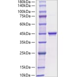 SDS-PAGE - Recombinant Human Ghrelin Protein (C-terminal Rabbit Fc Tag) (A330704) - Antibodies.com