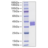 SDS-PAGE - Recombinant Human GIP Protein (N-terminal Human Fc Tag) (A330706) - Antibodies.com