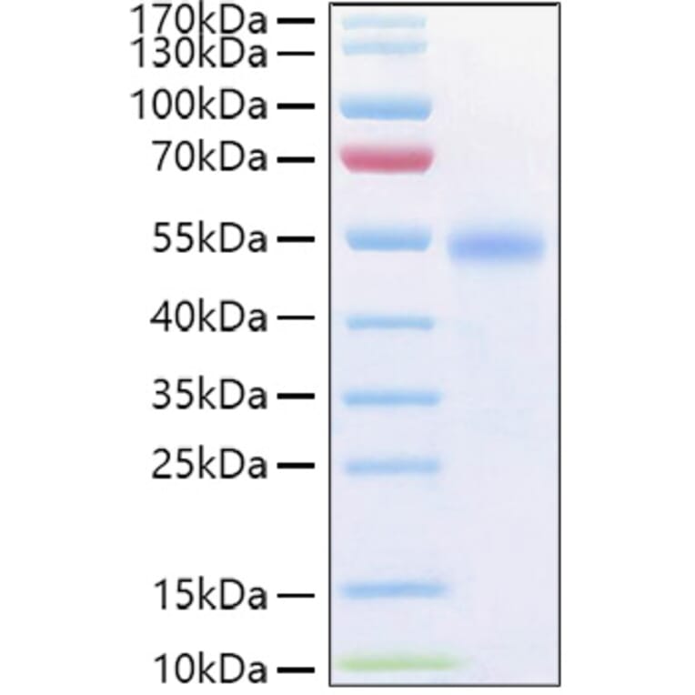 SDS-PAGE - Recombinant Human GITR Protein (C-terminal Human Fc and His Tag) (A330707) - Antibodies.com