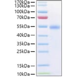 SDS-PAGE - Recombinant Human GITR Protein (C-terminal Human Fc and His Tag) (A330707) - Antibodies.com
