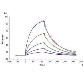 SPR Assay - Recombinant Human Glycophorin A Protein (C-terminal Human Fc Tag) (A330708) - Antibodies.com