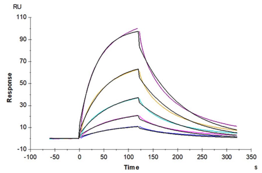 SPR Assay - Recombinant Human Glycophorin A Protein (C-terminal Human Fc Tag) (A330708) - Antibodies.com