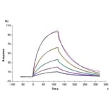 SPR Assay - Recombinant Human Glycophorin A Protein (C-terminal Human Fc Tag) (A330708) - Antibodies.com