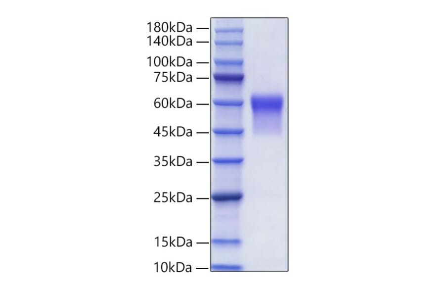 SDS-PAGE - Recombinant Human Glycophorin A Protein (C-terminal Human Fc Tag) (A330708) - Antibodies.com