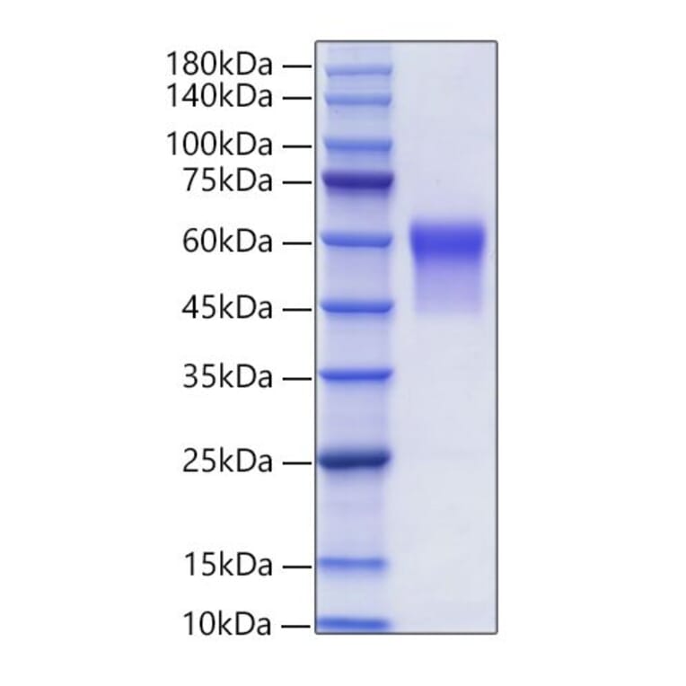 SDS-PAGE - Recombinant Human Glycophorin A Protein (C-terminal Human Fc Tag) (A330708) - Antibodies.com