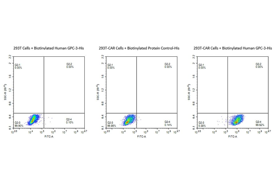 Flow Cytometry - Recombinant Human Glypican 3 Protein (Biotin) (C-terminal His and Avi Tag) (A330710) - Antibodies.com